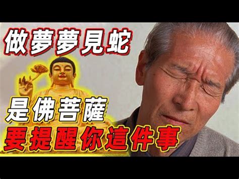 看到蛇的徵兆|【看到蛇是什麼意思】蛇出沒該如何應對？民俗專家：看到蛇必做。